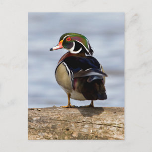 Cartão Postal Macho do Pato de Madeira em log em zona úmida