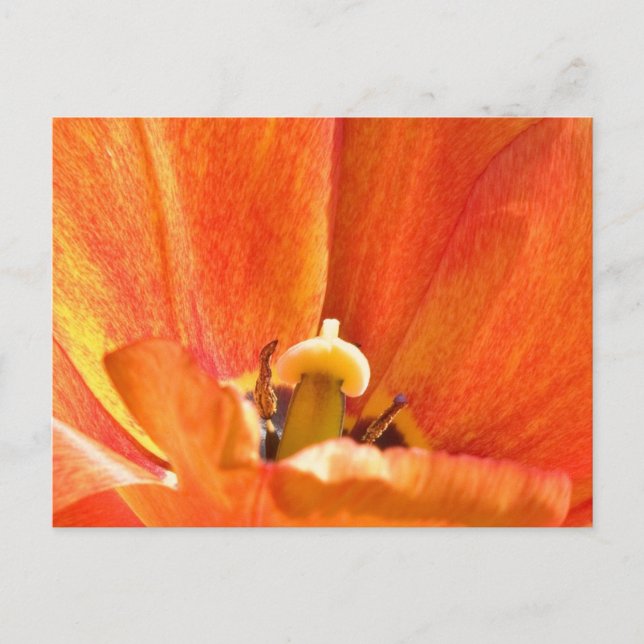 Cartão Postal macro de flor de laranja (Frente)