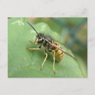 Cartão Postal Macro de Hoverfly