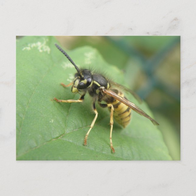 Cartão Postal Macro de Hoverfly (Frente)