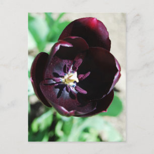 Cartão Postal macro de tulipa preta