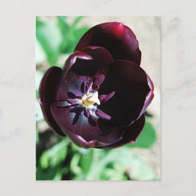 Cartão Postal macro de tulipa preta (Frente)