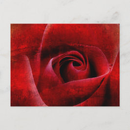 Cartão Postal Macro do Rosa vermelha.