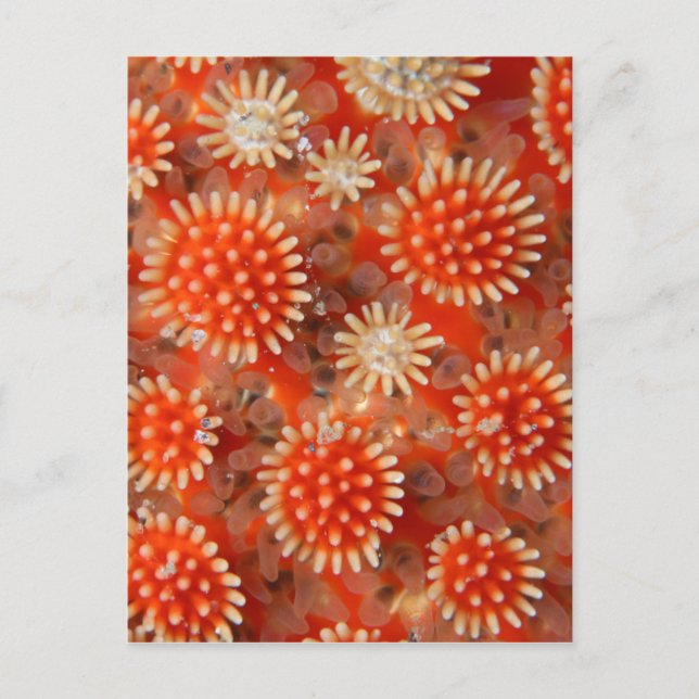 Cartão Postal Macro Estrela do Mar (Frente)