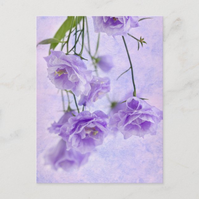 Cartão Postal Macro Flores de Campanela Roxas (Frente)