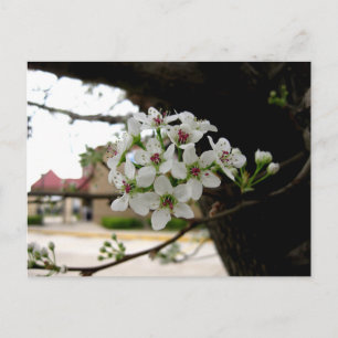 Cartão Postal Macro Fotografia de Flores da Primavera Branca