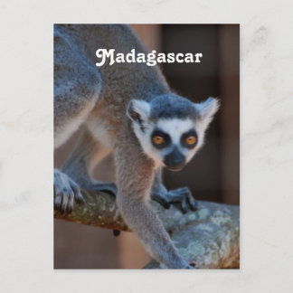 Cartão Postal Madagáscar Lemur