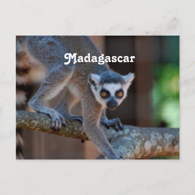 Cartão Postal Madagáscar Lemur (Frente)