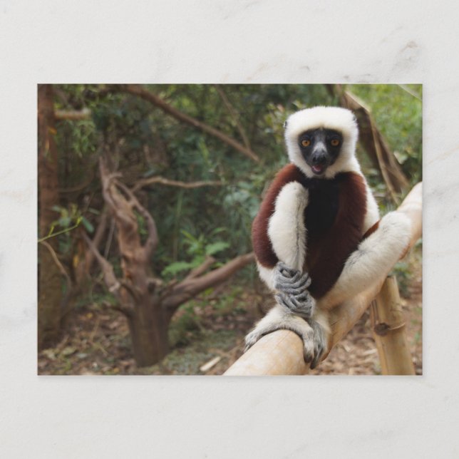 Cartão Postal Madagascar Safaki Lemur (Frente)