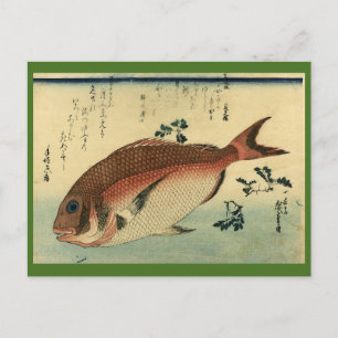 Cartão Postal Madai ou Red Tai - Impressão de Peixes Japoneses d