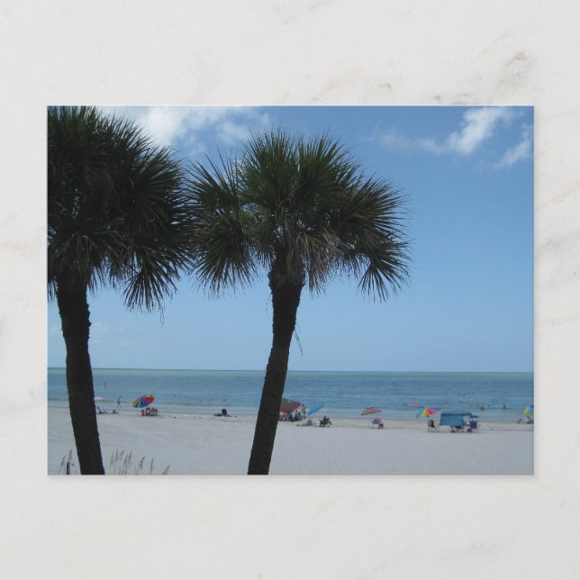 Cartão Postal Madeira Beach Palms (Frente)