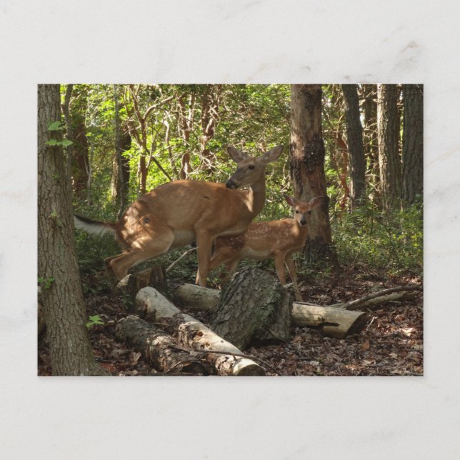 Cartão Postal Madre e bebê veados no Parque Nacional de Shenando (Frente)