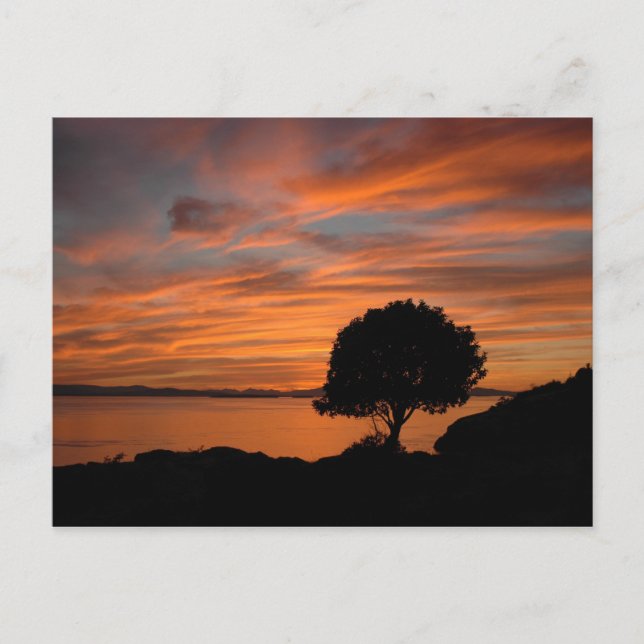 Cartão Postal Madrone Sunset (Frente)