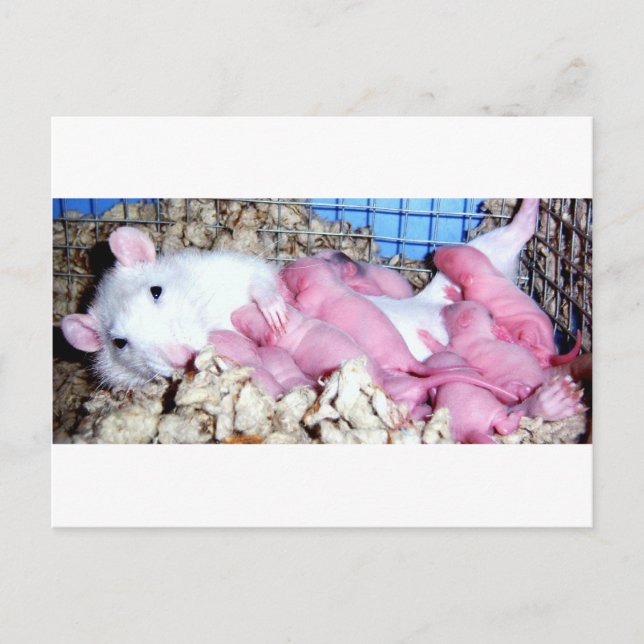 Cartão Postal Mãe (Frente)