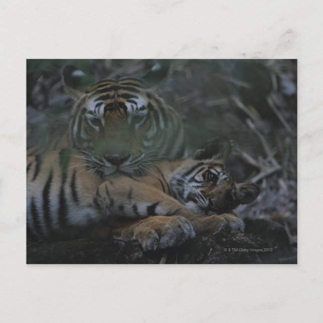 Cartão Postal Mãe Bengala Tiger com Cub (Frente)