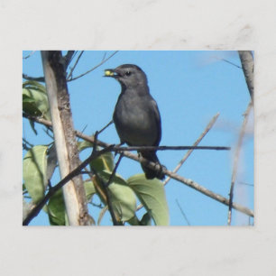 Cartão Postal Mãe Catbird leva Berries aos seus bebês de aliment