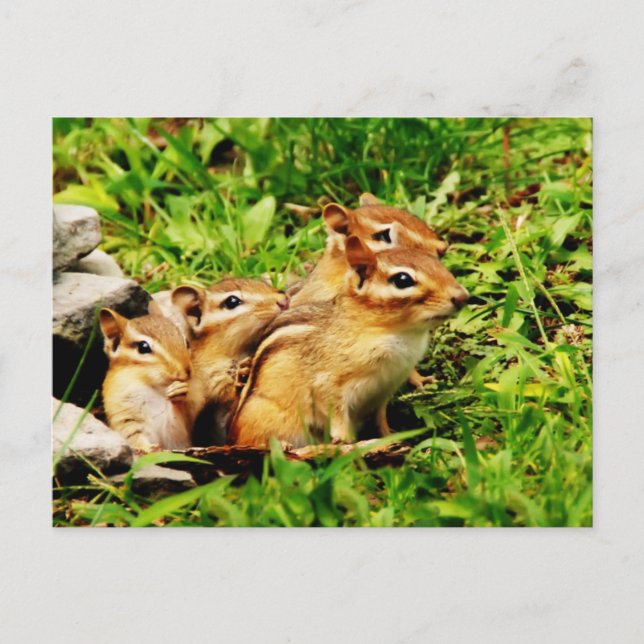 Cartão Postal mãe Chipmunk e bebês (Frente)