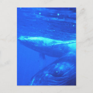 Cartão Postal Mãe de baleia-jubarte e vitelo