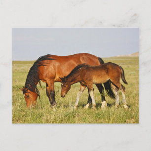 Cartão Postal Mãe de Cavalo Selvagem e Grazing Colt
