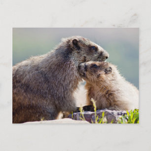 Cartão Postal Mãe de Marmota com Bebê