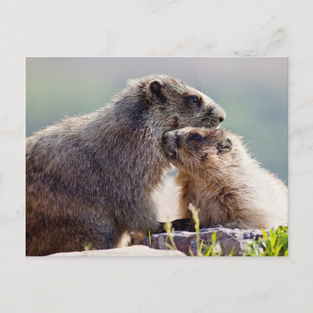 Cartão Postal Mãe de Marmota com Bebê (Frente)