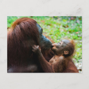 Cartão Postal Mãe de orangotango e bebê