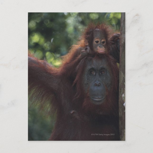 Cartão Postal Mãe de Orangutan com bebê (Frente)