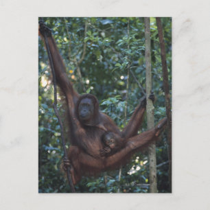 Cartão Postal Mãe de Orangutan com Bebê 4