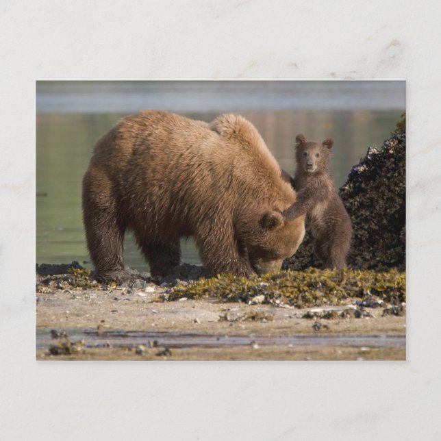 Cartão Postal Mãe de urso grizzly com cubo em uma praia (Frente)