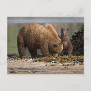 Cartão Postal Mãe de Urso Pardo com Filhote na Praia