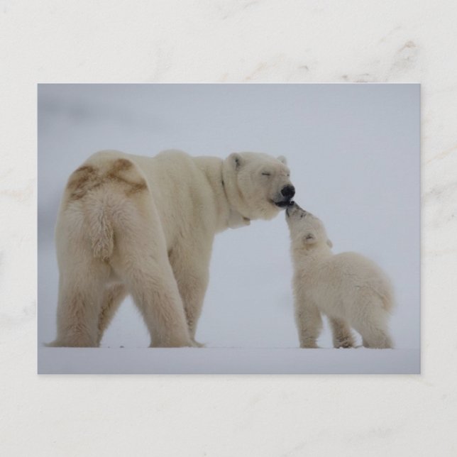 Cartão Postal Mãe de Urso Polar com Cubo (Frente)