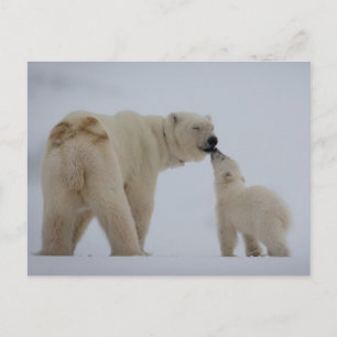 Cartão Postal Mãe de Urso Polar com Cubo