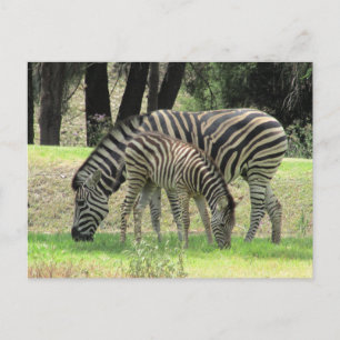 Cartão Postal mãe de zebra e jovens
