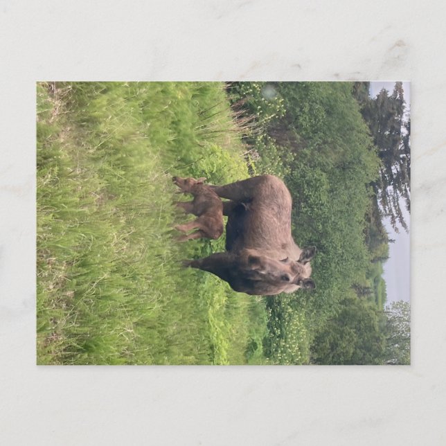 Cartão Postal Mãe e Bebê Alce (Frente)