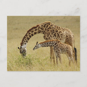 Cartão Postal Mãe e bebê Girafa Masai, Giraffa