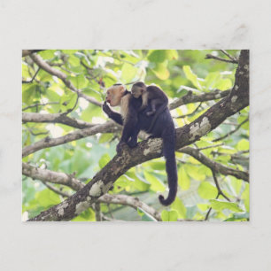 Cartão Postal Mãe e Bebê Macaco