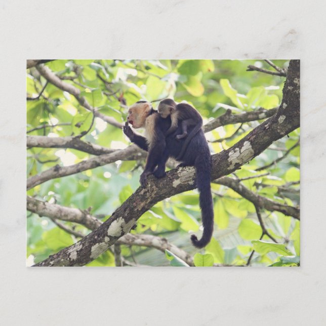 Cartão Postal Mãe e Bebê Macaco (Frente)