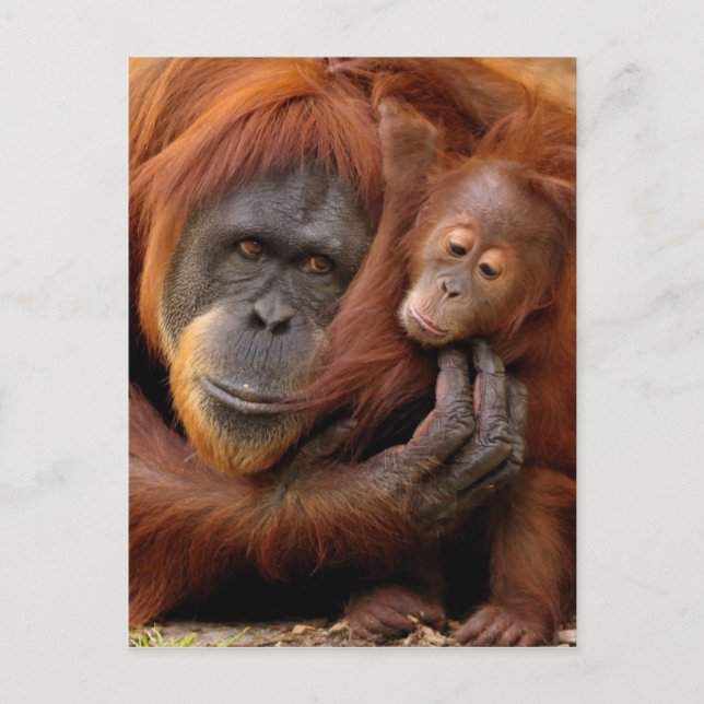 Cartão Postal Mãe e Bebê Orangutan (Frente)