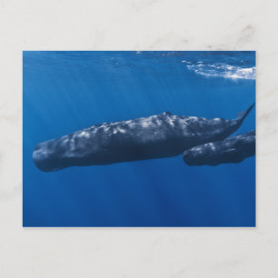 Cartão Postal Mãe e Bebê Sperm Baleia Physeter macrocephalus