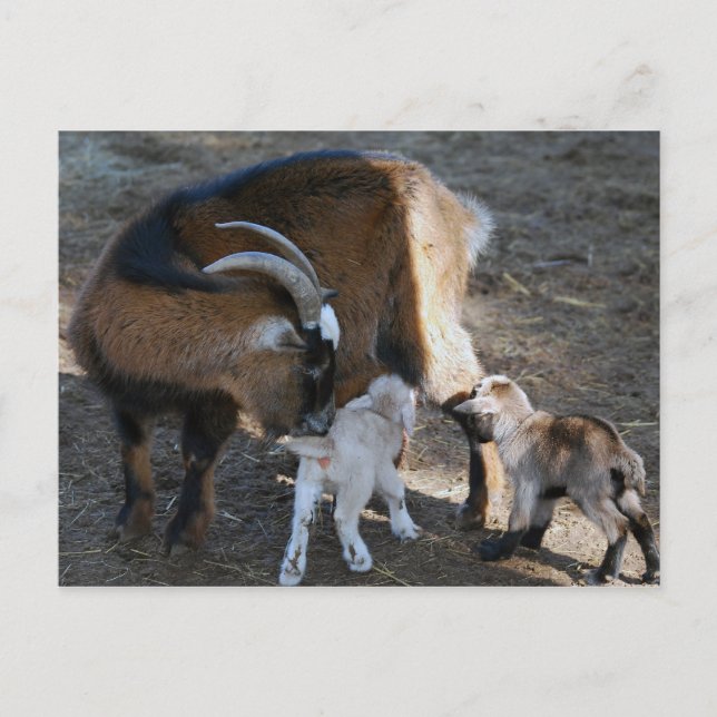 Cartão Postal Mãe e Bebês (Frente)