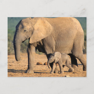 Cartão Postal Mãe e bezerro de elefante africano em movimento
