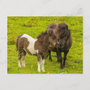Cartão Postal Mãe e cria de pônei Shetland