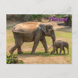 Cartão Postal Mãe e Elefante Bebê, Cartão-postal da Tailândi