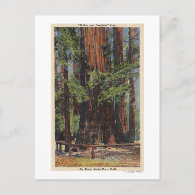 Cartão Postal "Mãe" e "Filha" no Parque das Grandes Árvores (Frente)