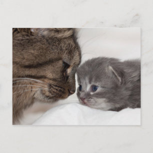 Cartão Postal Mãe e Filho Cat e Kitten