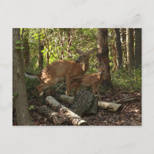Cartão Postal Mãe e Filho Cervo em Shenandoah National Park