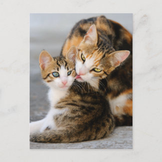 Cartão Postal Mãe gata adora gatinho fofo