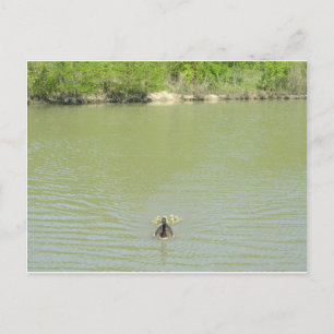 Cartão Postal Mãe Goose e seus bebês