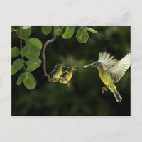 Mãe Hummingbird