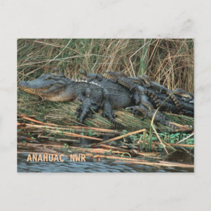 Cartão Postal Mãe Jacaré